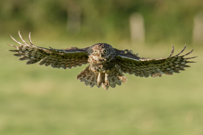 A1100403_DxO-MT-2_DxO