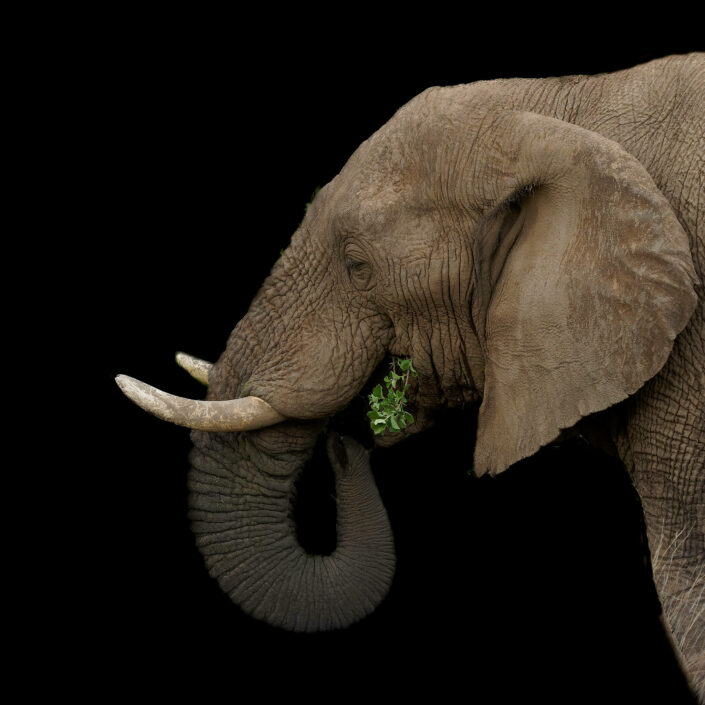 A1100648_DxO-MT-MT_DxO