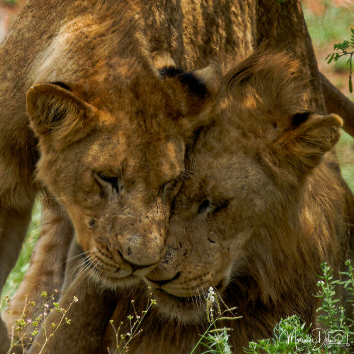 A1102256_DxO-MT_M_DxO