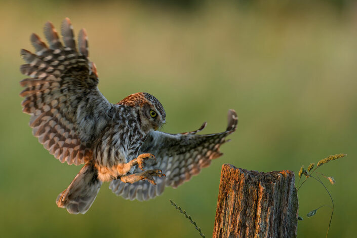 A1104583_DxO-1-MT_DxO