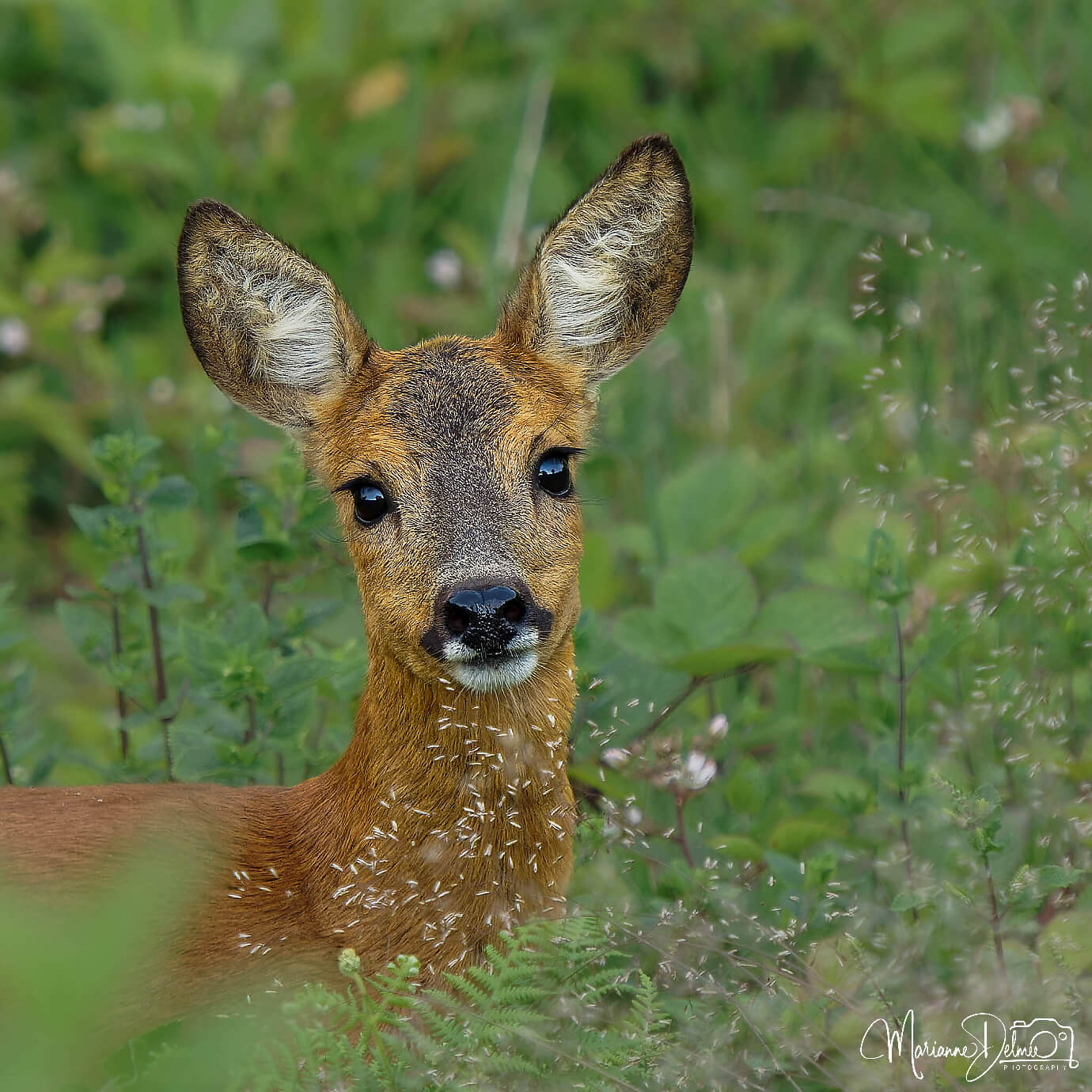 A1107598_2_DxO-MT_DxO_DxO