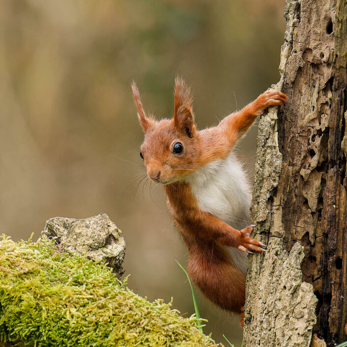 A1109902_DxO-MT-3_DxO