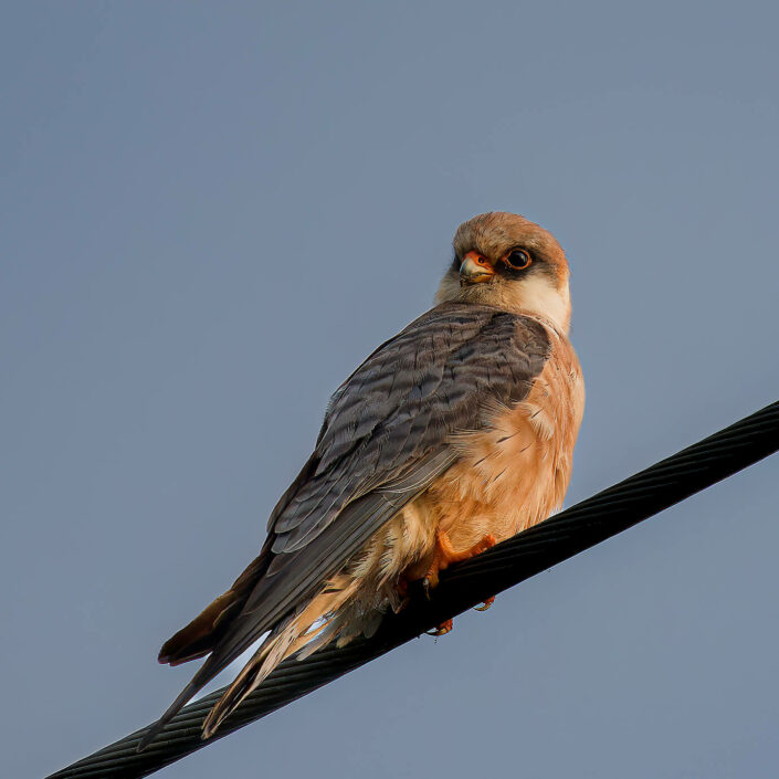 ARV00117_DxO-1-MT_DxO