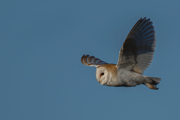 ARV04650_DxO-MT-MT_DxO