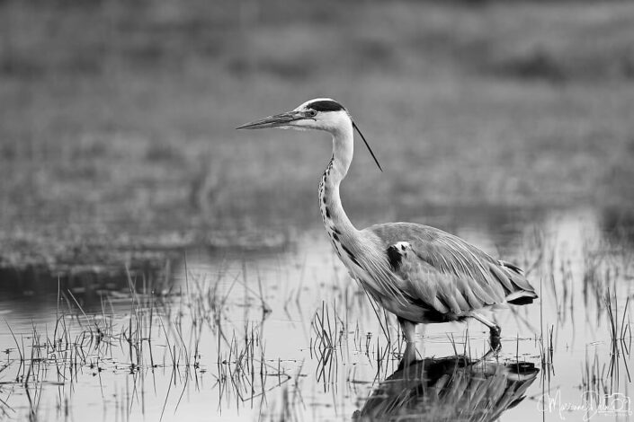 A1105834_DxO-MT_DxO_DxO