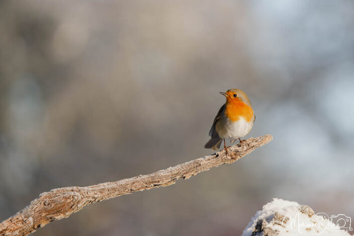 A1106609_DxO-MT_DxO_DxO