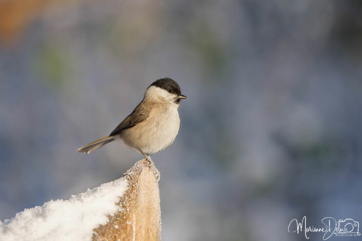 A1106813_DxO-MT_DxO_DxO