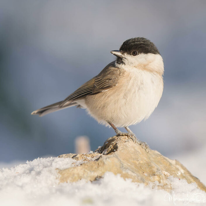 A1106938_DxO-MT_DxO_DxO