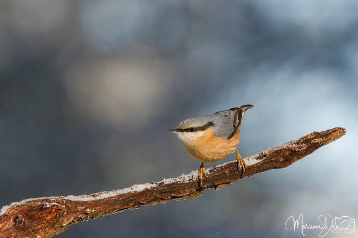 A1107638_DxO-MT_DxO_DxO