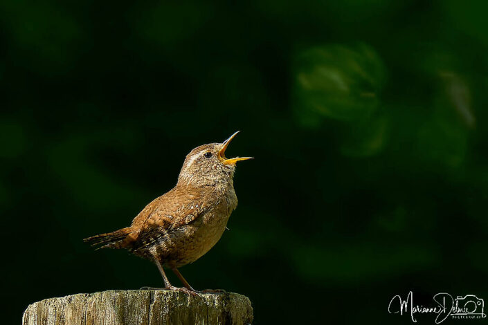 A1107640_DxO-MT_DxO_DxO