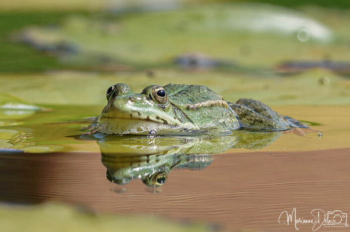 A1107671_DxO-MT_DxO_DxO