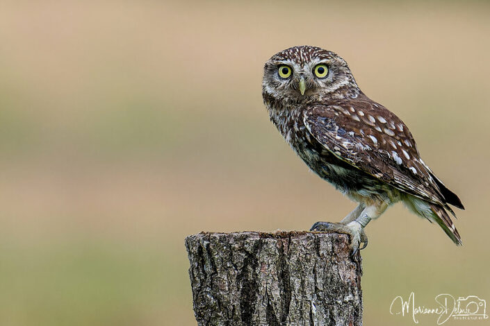 A1107859_DxO-MT-4_DxO_DxO