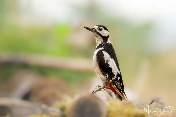 A1107933_DxO-MT_DxO_DxO