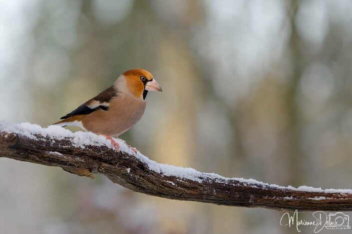 A1108278_DxO-MT_DxO_DxO