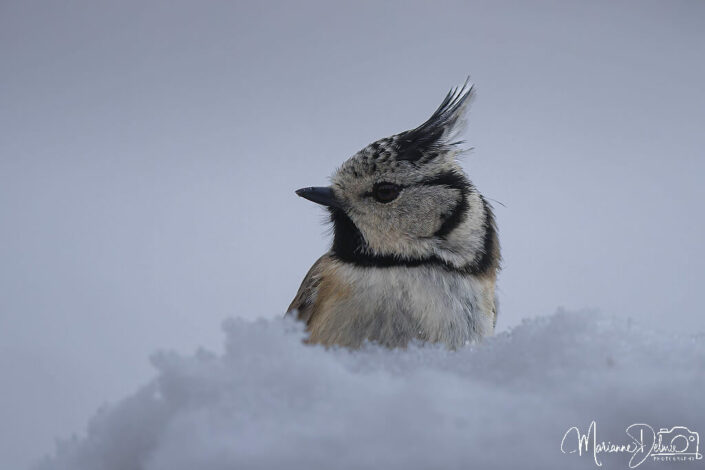 A1108451_DxO-MT_DxO_DxO