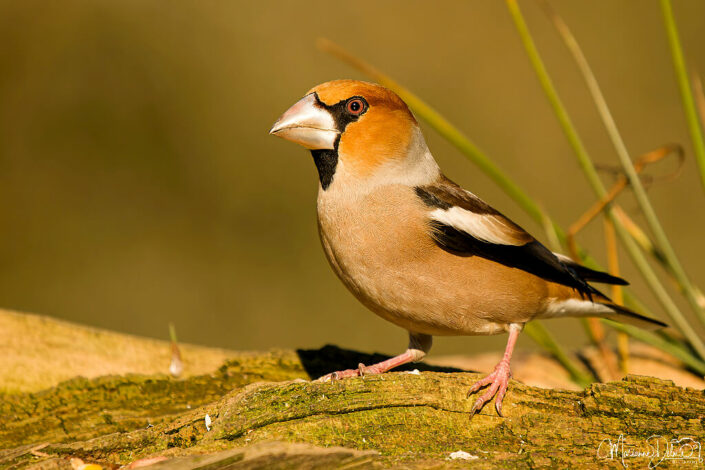 A1108523_DxO-MT_DxO_DxO