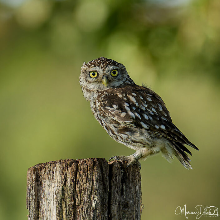 A1109555_DxO-MT_DxO_DxO