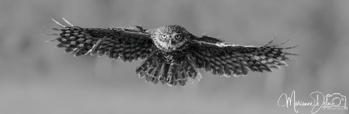 A1109975_DxO-MT_DxO_DxO