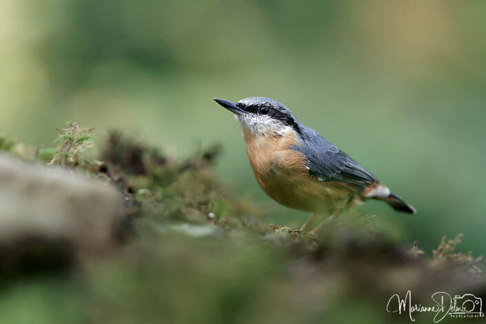 A9100527_DxO-MT_DxO_DxO