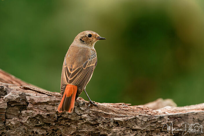 A9101816_DxO-MT_DxO_DxO