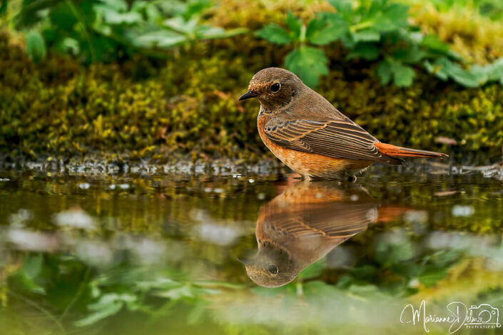 A9101840_DxO-MT_DxO_DxO