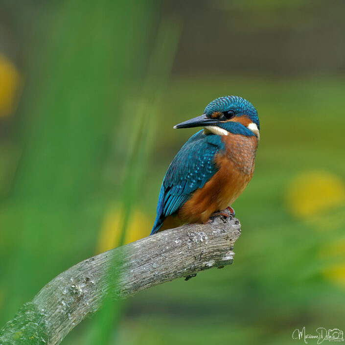 A9103776_M_DxO-MT_DxO_DxO