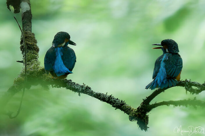 ARV00127_DxO-MT_DxO_DxO