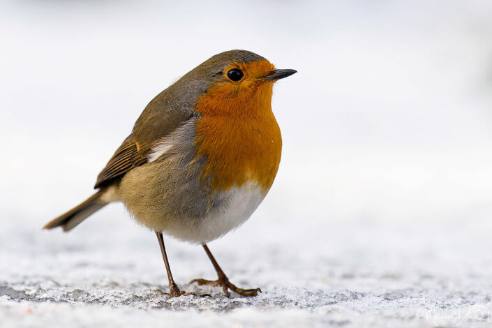 ARV00771_DxO-MT_DxO_DxO