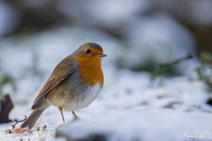 ARV01099_DxO-1-MT_DxO_DxO