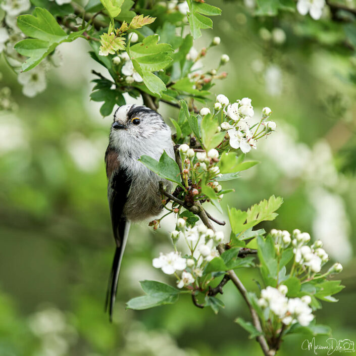 ARV01171_DxO-MT_DxO_DxO