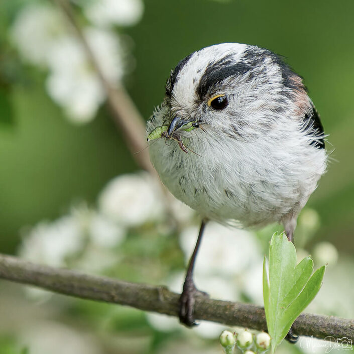 ARV01181_DxO-MT-2_DxO_DxO