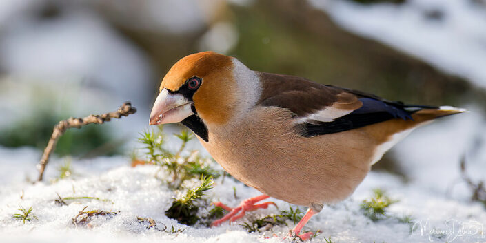 ARV01352_DxO-MT_DxO_DxO