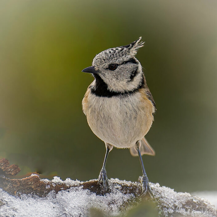 ARV01565_DxO-MT_DxO_DxO