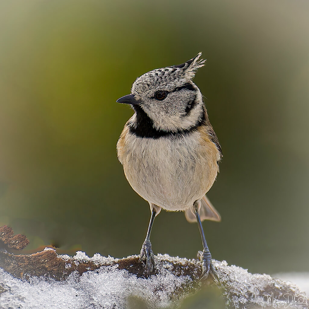 ARV01565_DxO-MT_DxO_DxO