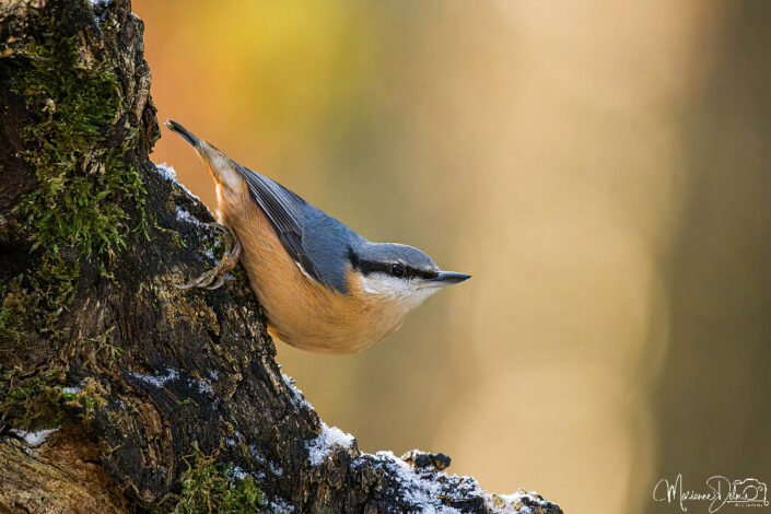 ARV01987_DxO-MT_DxO_DxO