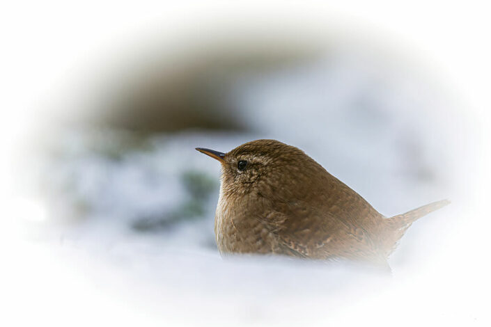 ARV02131_DxO-MT_DxO_DxO