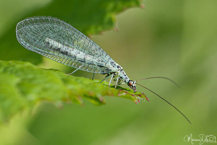 ARV03595_DxO-MT_DxO_DxO