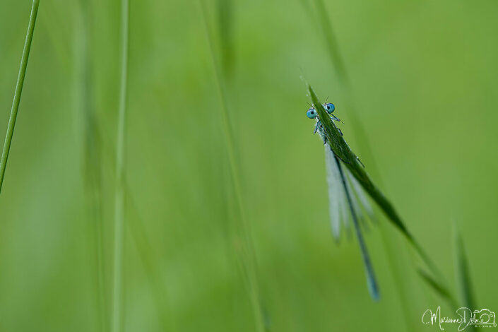 ARV04391_DxO-MT_DxO_DxO_DxO