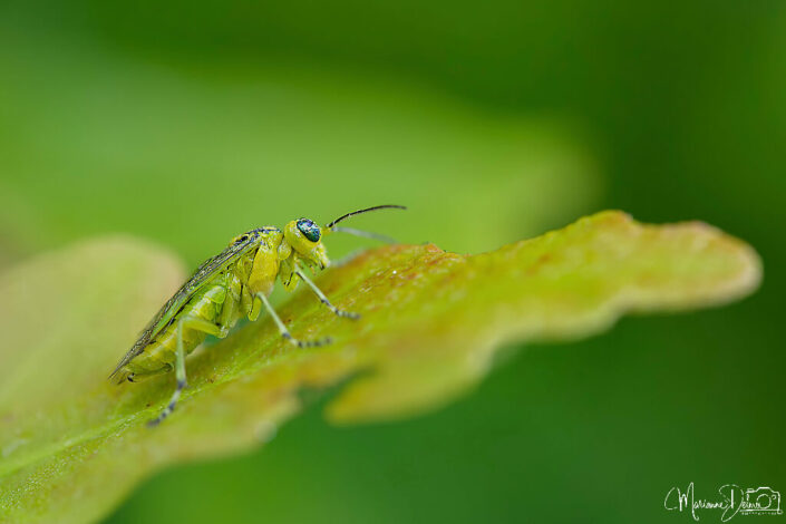 ARV04473_DxO-MT_DxO_DxO_DxO