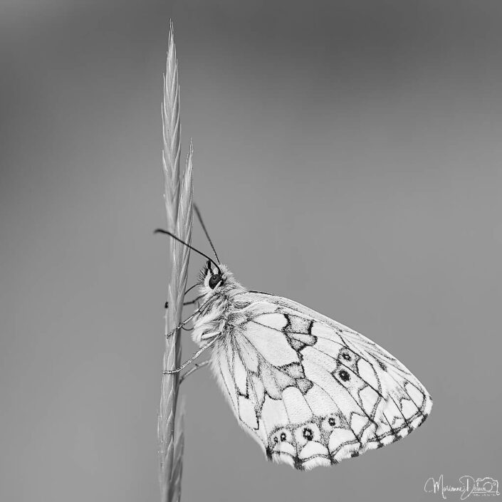 ARV04542_DxO-MT-2_DxO_DxO_DxO