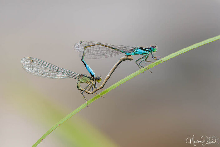 ARV04839_DxO-2-MT_DxO_DxO