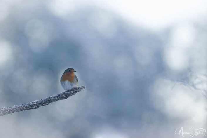 ARV07491_DxO-1-MT_DxO_DxO