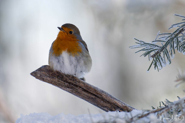 ARV07782_DxO-MT_DxO_DxO