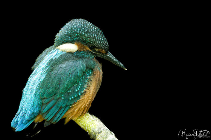 ARV09851_DxO-MT_DxO_DxO