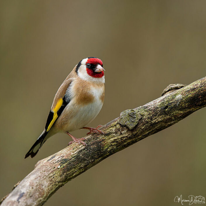 ARV09935_DxO-MT_DxO_DxO