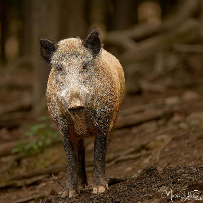 DSC05224_DxO-MT_DxO_DxO