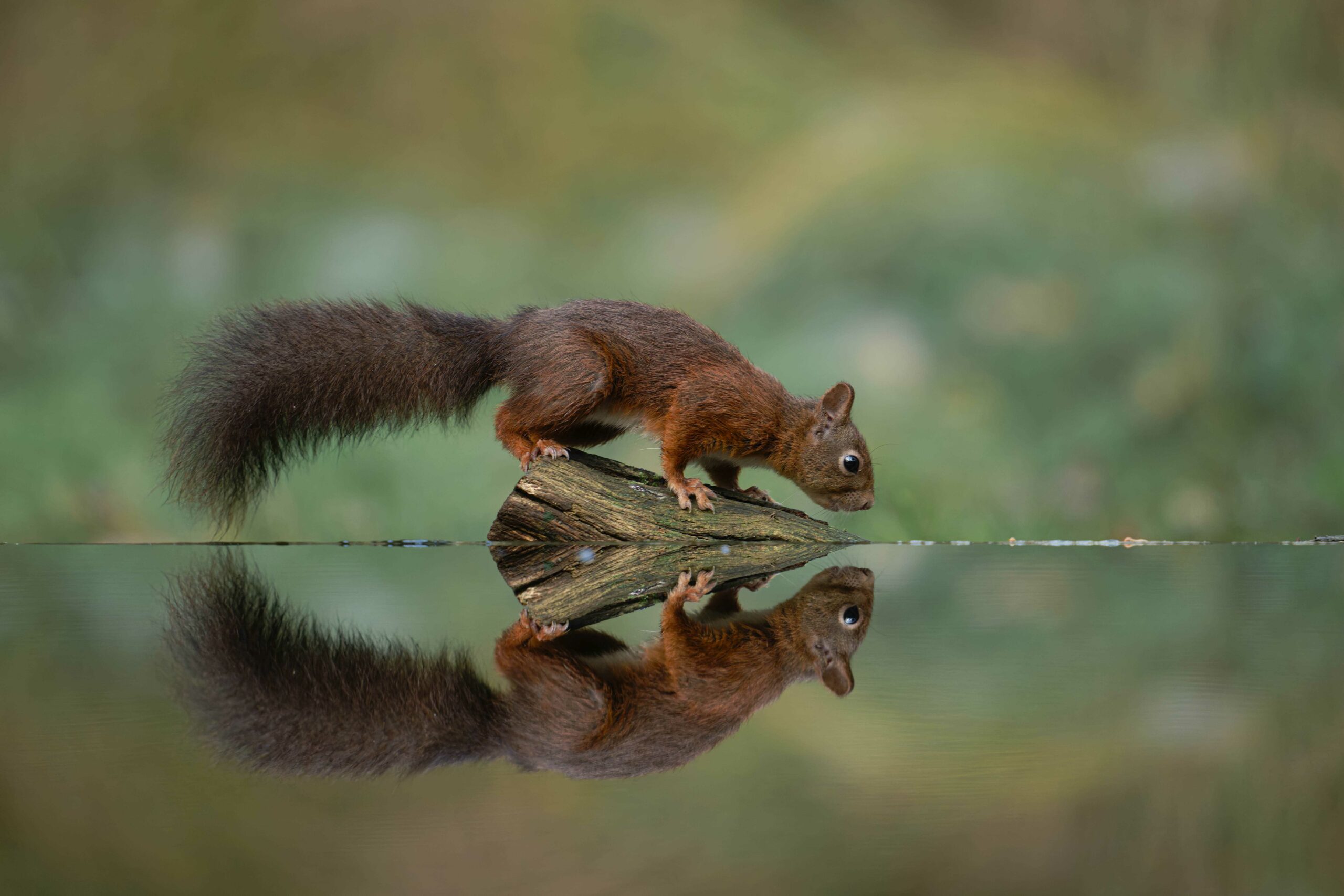 AA1100574_DxO-MT_DxO tinified