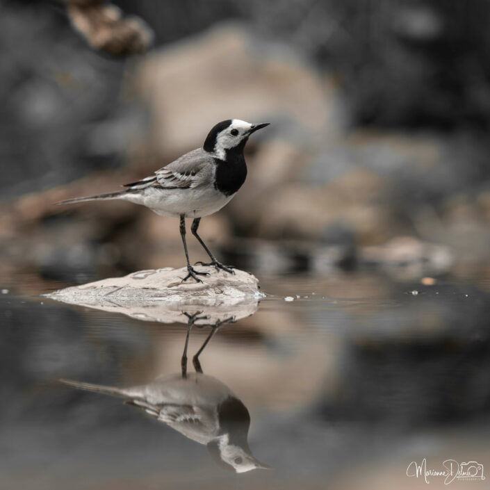 3888E1E8-AC38-4C25-AAE7-427D82F66117