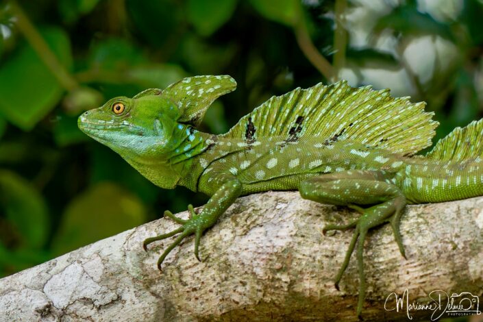 _B123961.BRW_DxO-MT-2